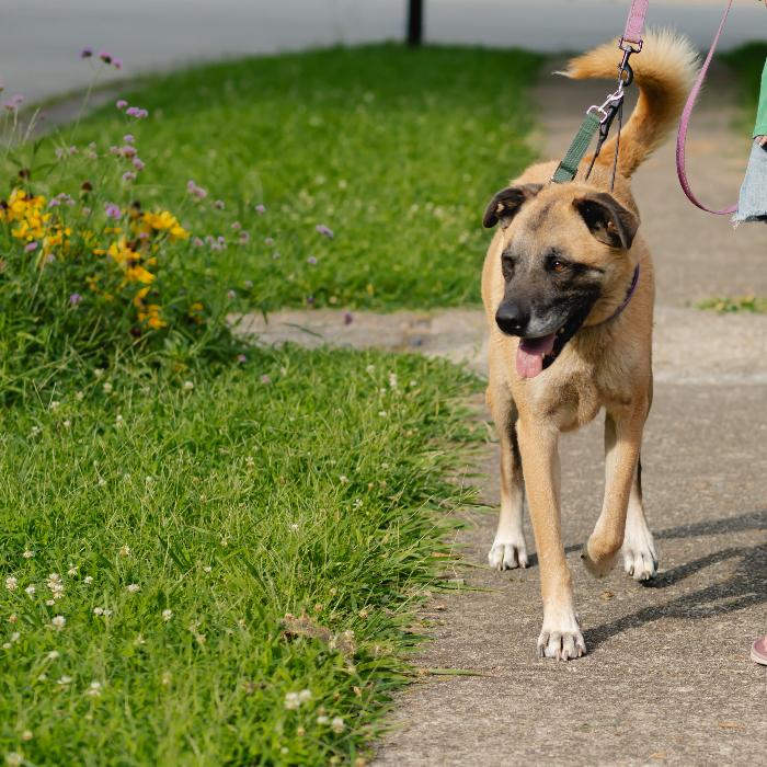 Enlarge Tygrys, a Adoptable mixed breed in Louisville, KY image 5/6