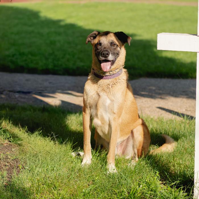 Enlarge Tygrys, a Adoptable mixed breed in Louisville, KY image 6/6