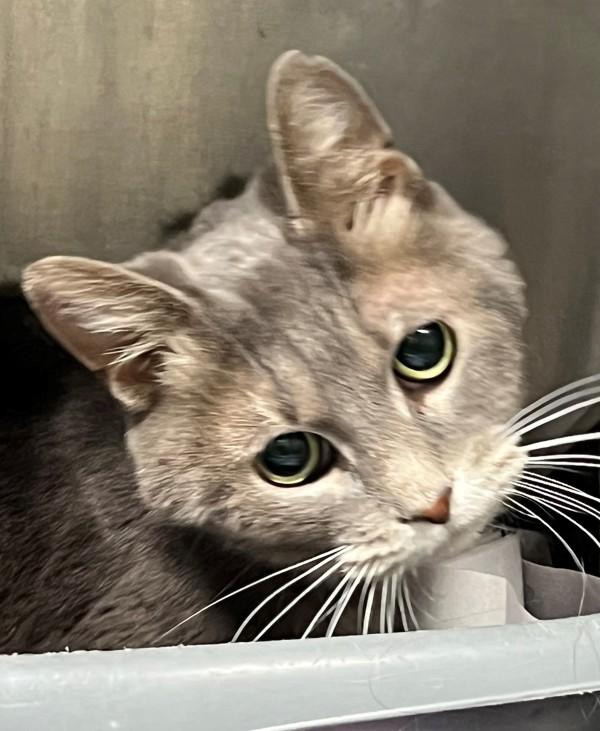 26-02-0418 Lucy, Adoptable, Adult Female Domestic Short Hair.