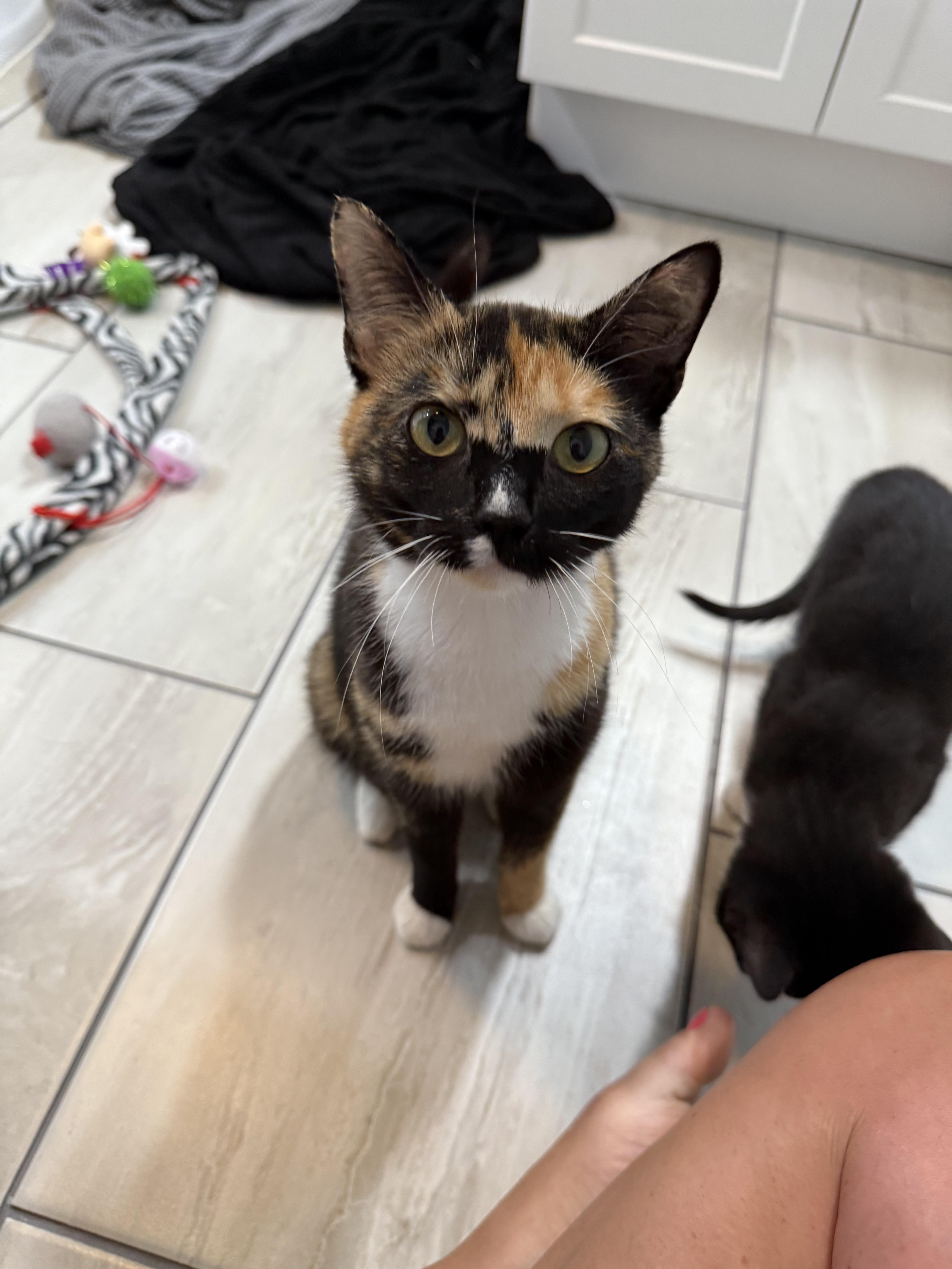 Gala, Adult Female Calico