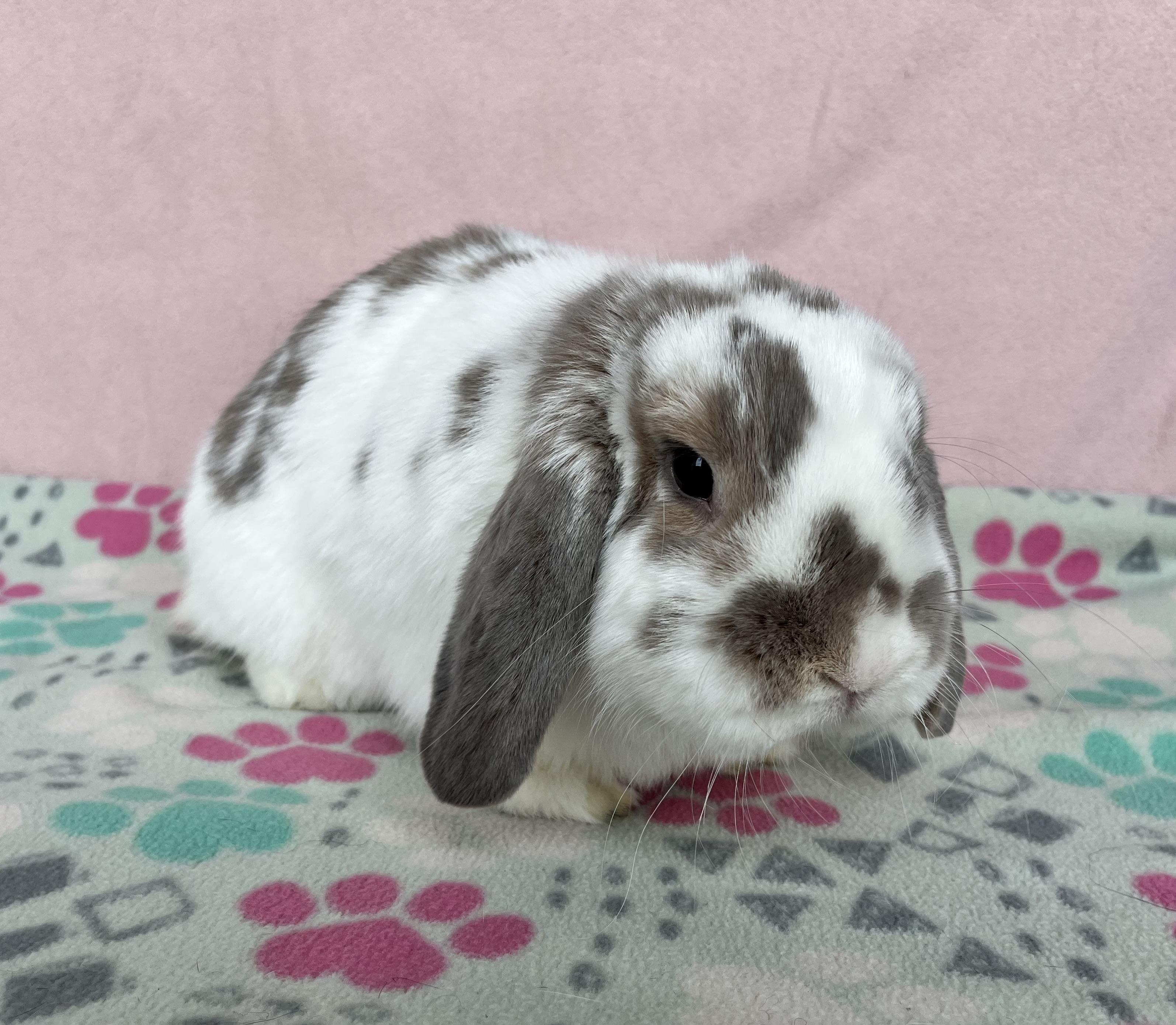 Bizzie Bee, a ADOPTABLE Mini Lop in Appleton, WI image 2/2