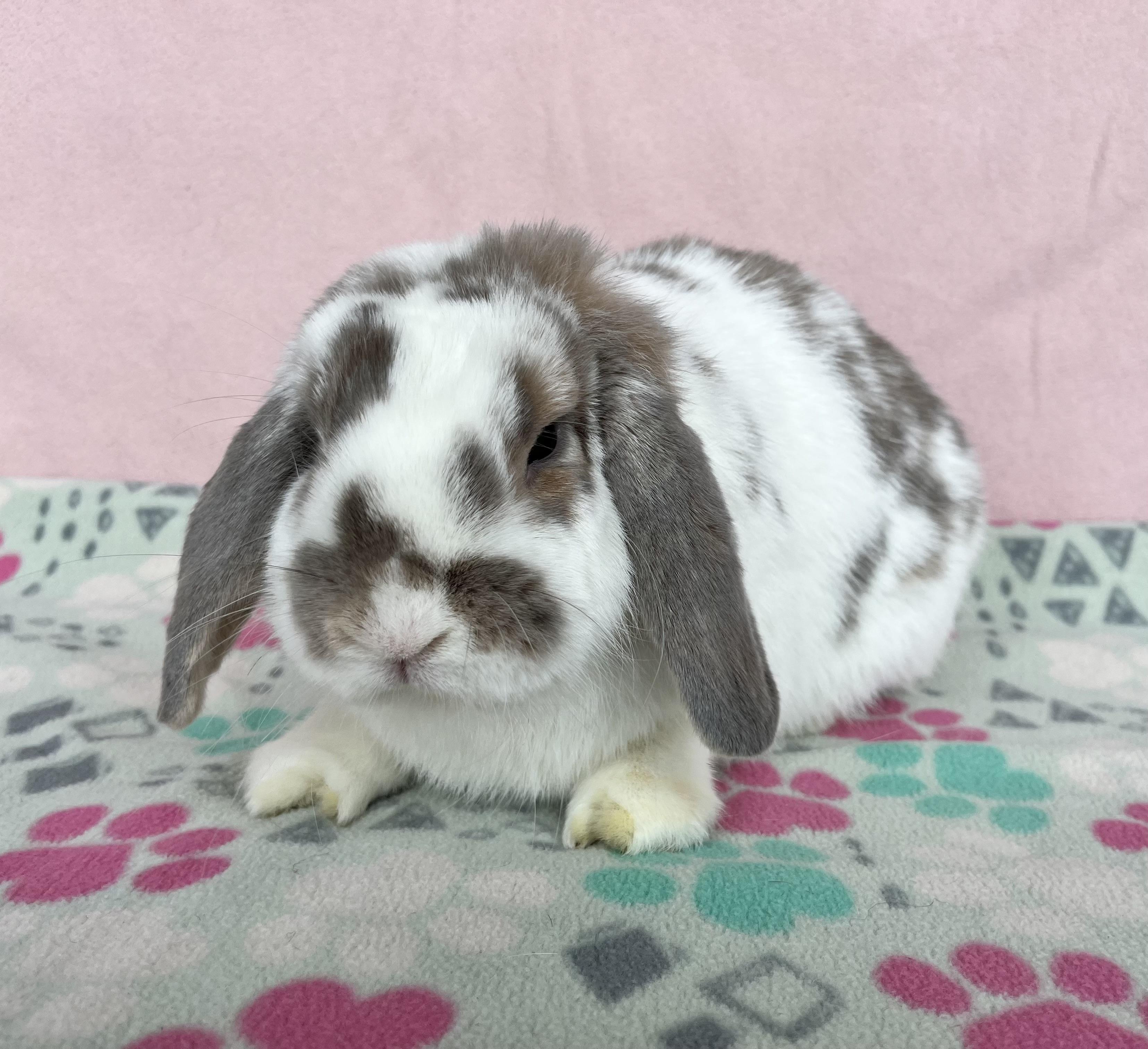 Bizzie Bee, a ADOPTABLE Mini Lop in Appleton, WI image 1/2