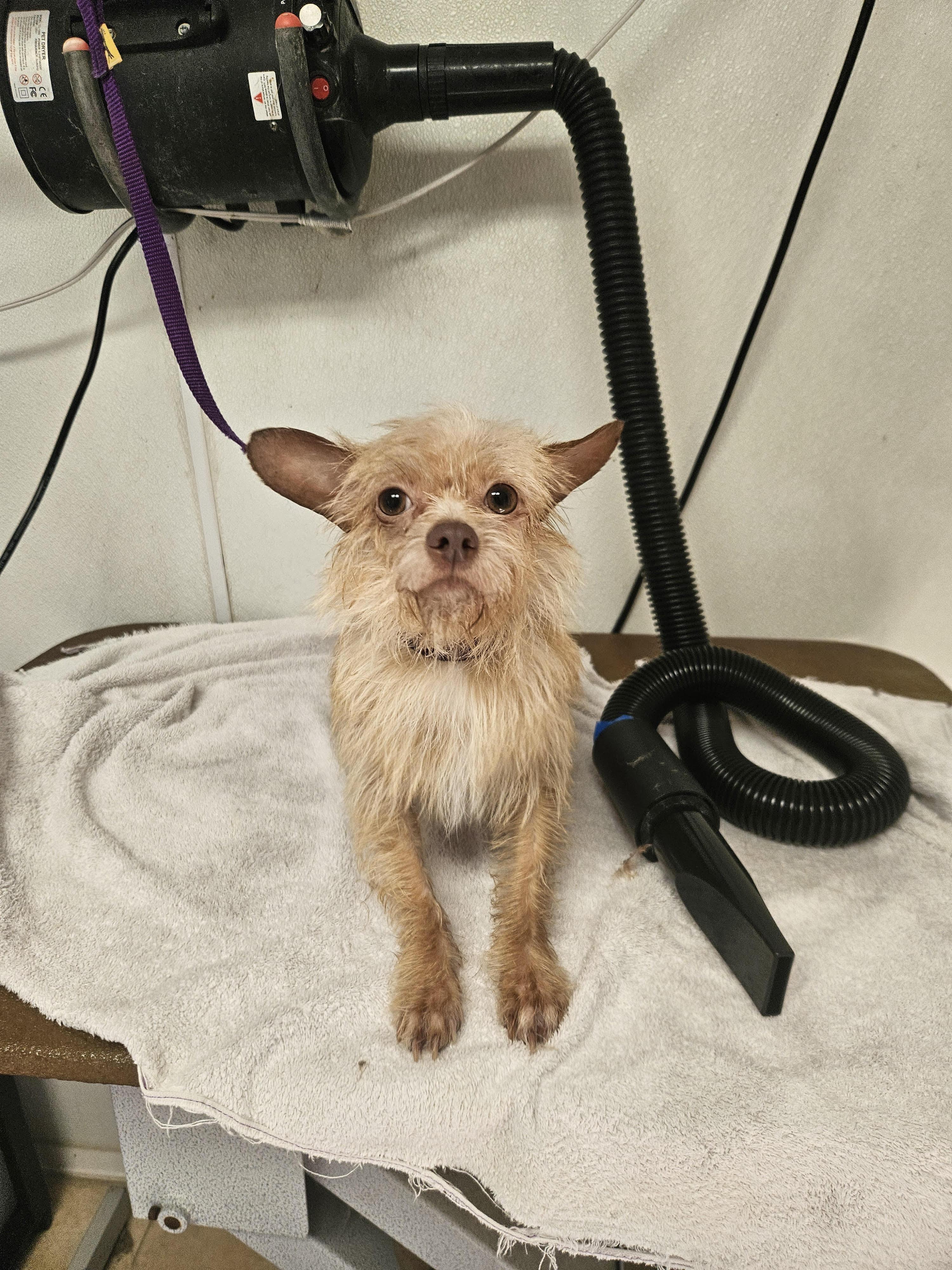 Enlarge Jill, a Adoptable Yorkshire Terrier in Greensboro, NC image 1/1