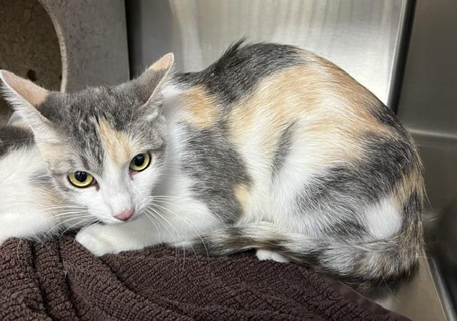Enlarge ERIE, a Adoptable Domestic Short Hair in Norco, CA image 1/1