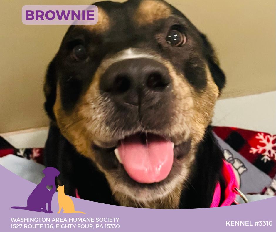 Enlarge Brownie, a Adoptable mixed breed in Eighty Four, PA image 1/1