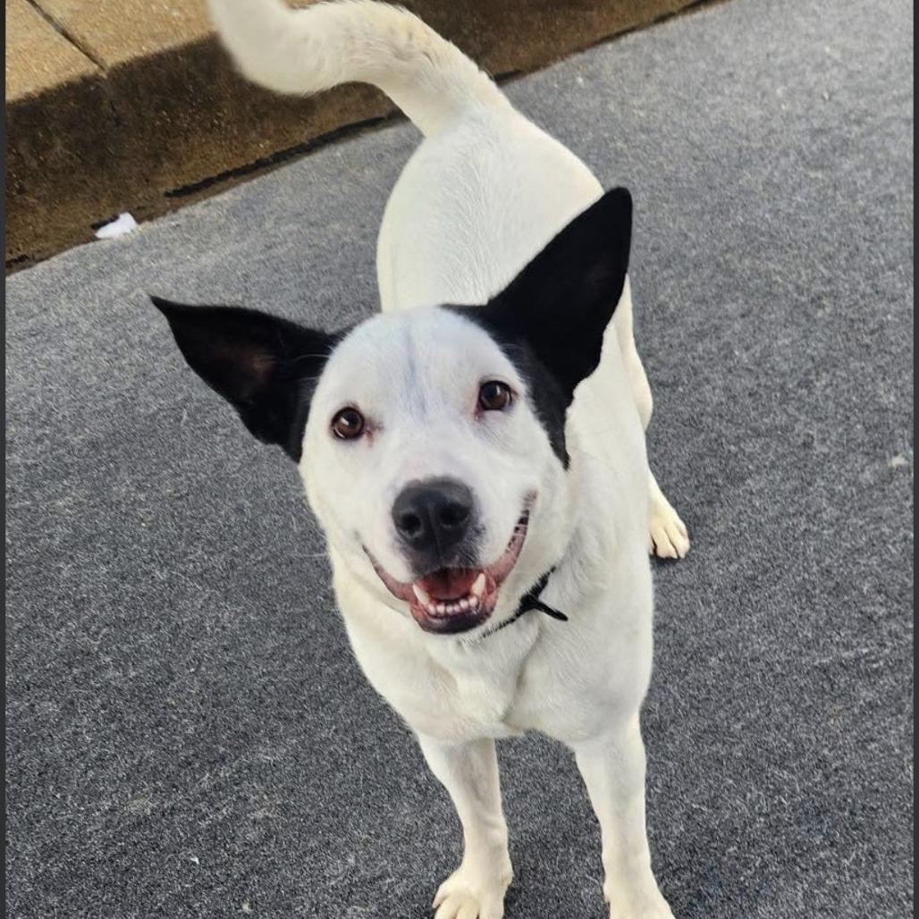 Enlarge Prissy, a Adoptable mixed breed in Cleveland, TN image 1/2