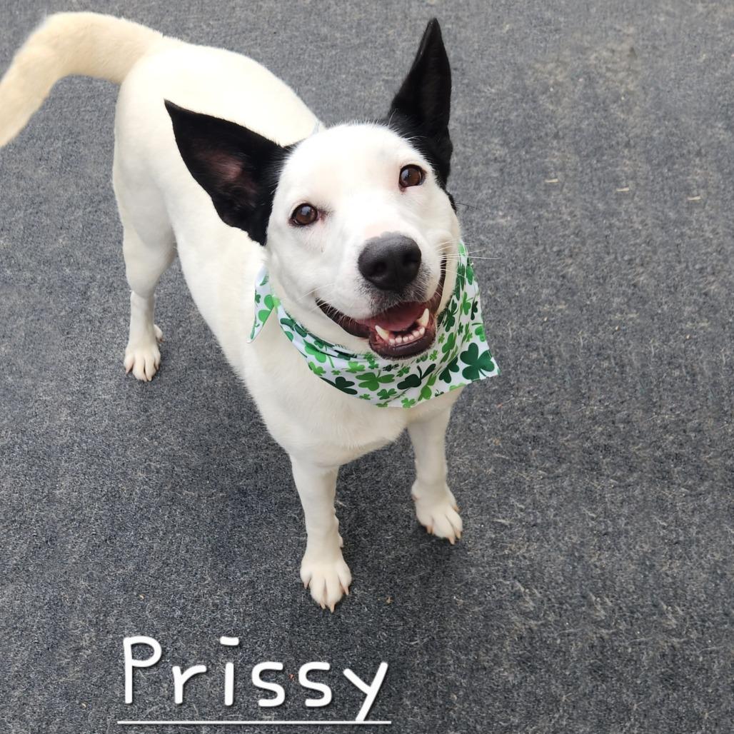 Enlarge Prissy, a Adoptable mixed breed in Cleveland, TN image 2/2