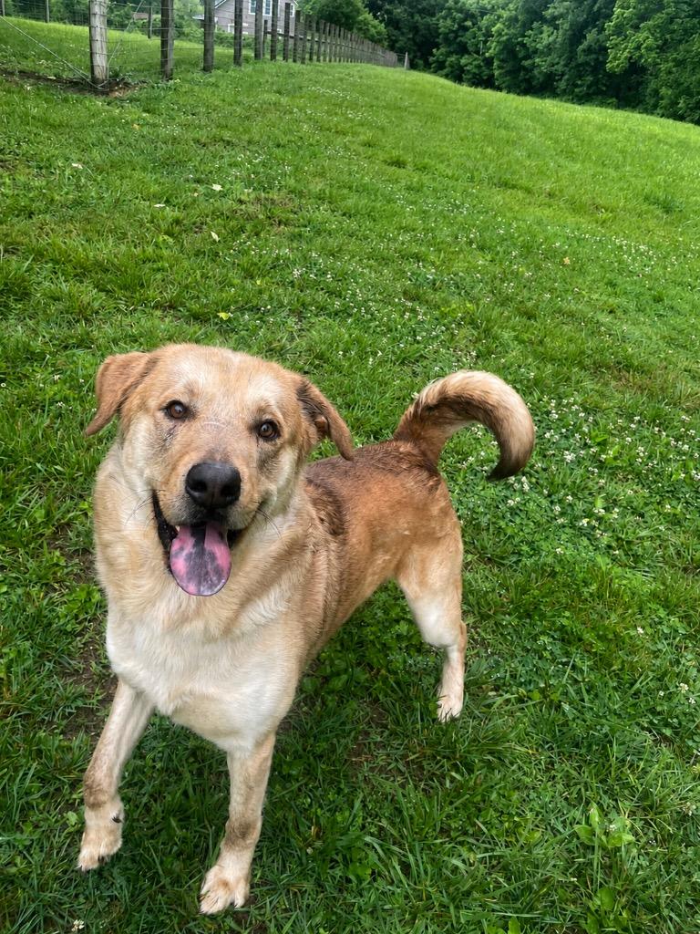 Enlarge Zayden, a ADOPTABLE mixed breed in Maysville, KY image 1/1