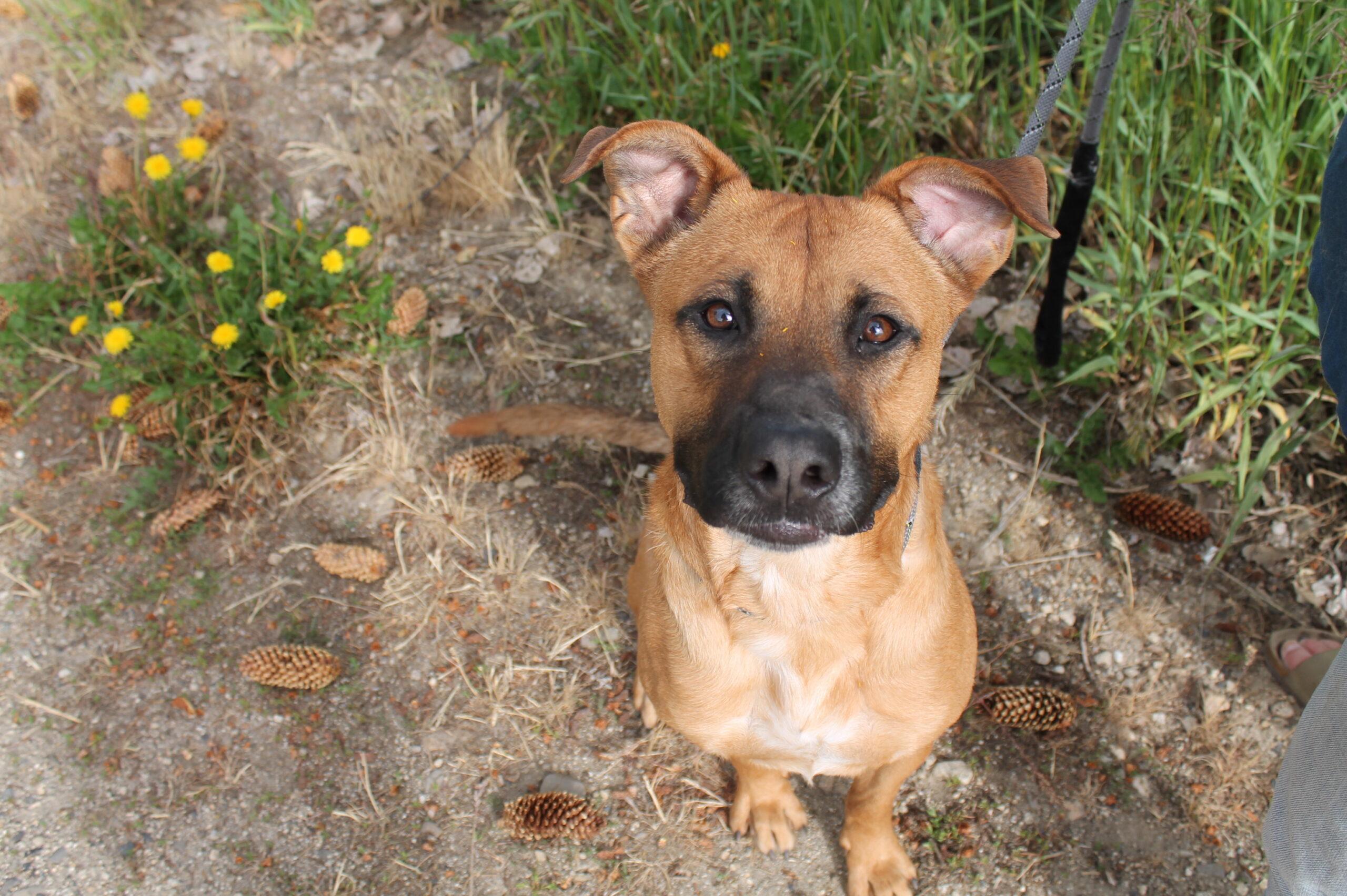 S'More, ADOPTABLE, Adult Male Mixed Breed.