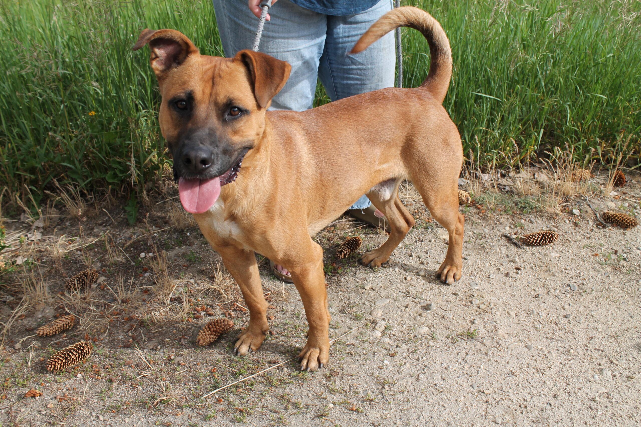 Enlarge S'More, a ADOPTABLE mixed breed in McCall, ID image 2/2