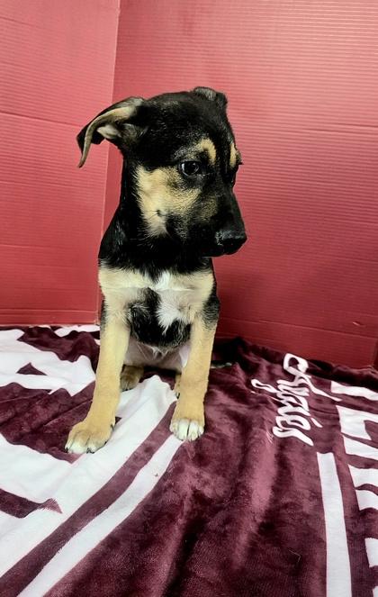Diaz, Adoptable, Puppy Male Shepherd & Mixed Breed.