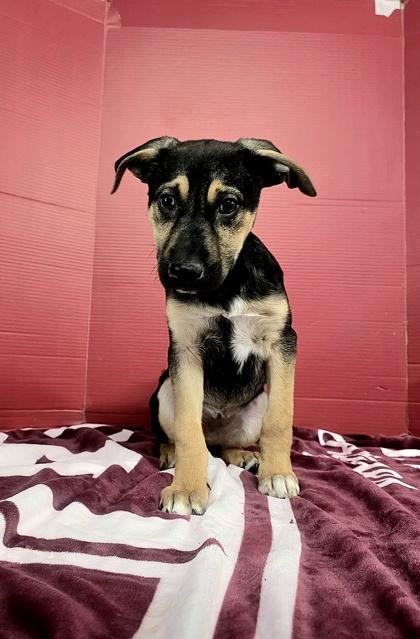 Enlarge Diaz, a Adoptable mixed breed in Houston, TX image 2/2