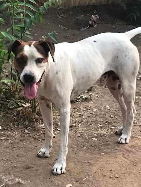 Enlarge Pete, a Adoptable Jack Russell Terrier in Lancaster, CA image 1/1
