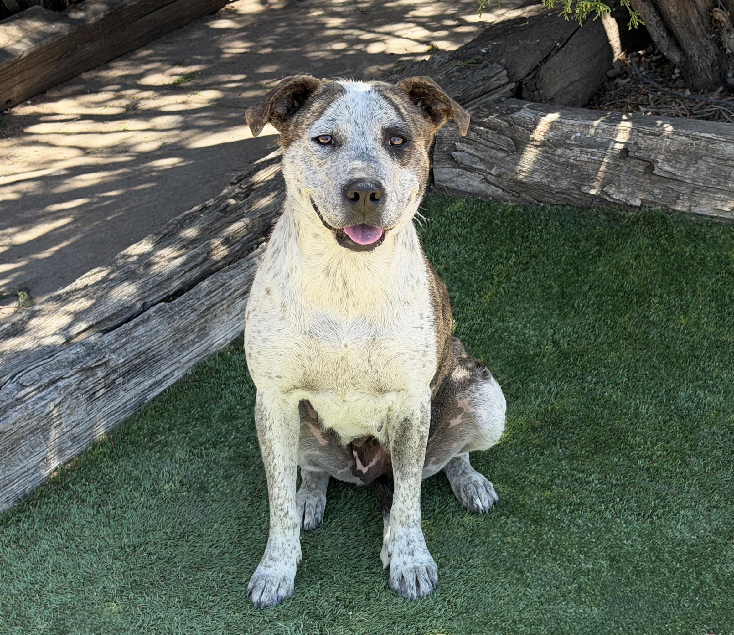 Splendid Ms Solange, Exceptional, a Adoptable American Staffordshire Terrier in Albuquerque, NM image 2/2