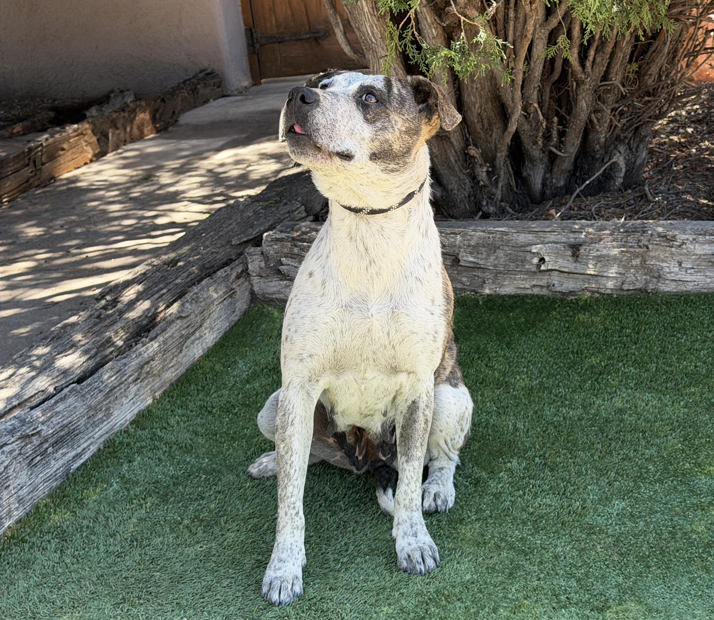 Splendid Ms Solange, Exceptional, a Adoptable American Staffordshire Terrier in Albuquerque, NM image 4/5
