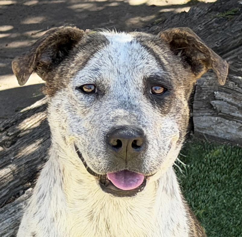 Splendid Ms Solange, Exceptional, a Adoptable American Staffordshire Terrier in Albuquerque, NM image 1/2