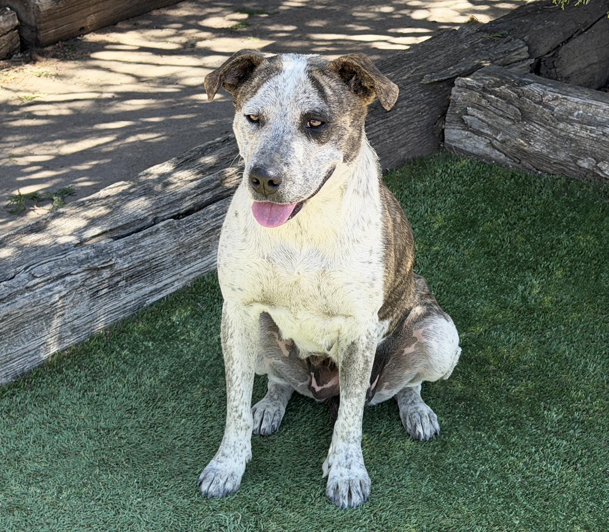 Splendid Ms Solange, Exceptional, a Adoptable American Staffordshire Terrier in Albuquerque, NM image 5/5
