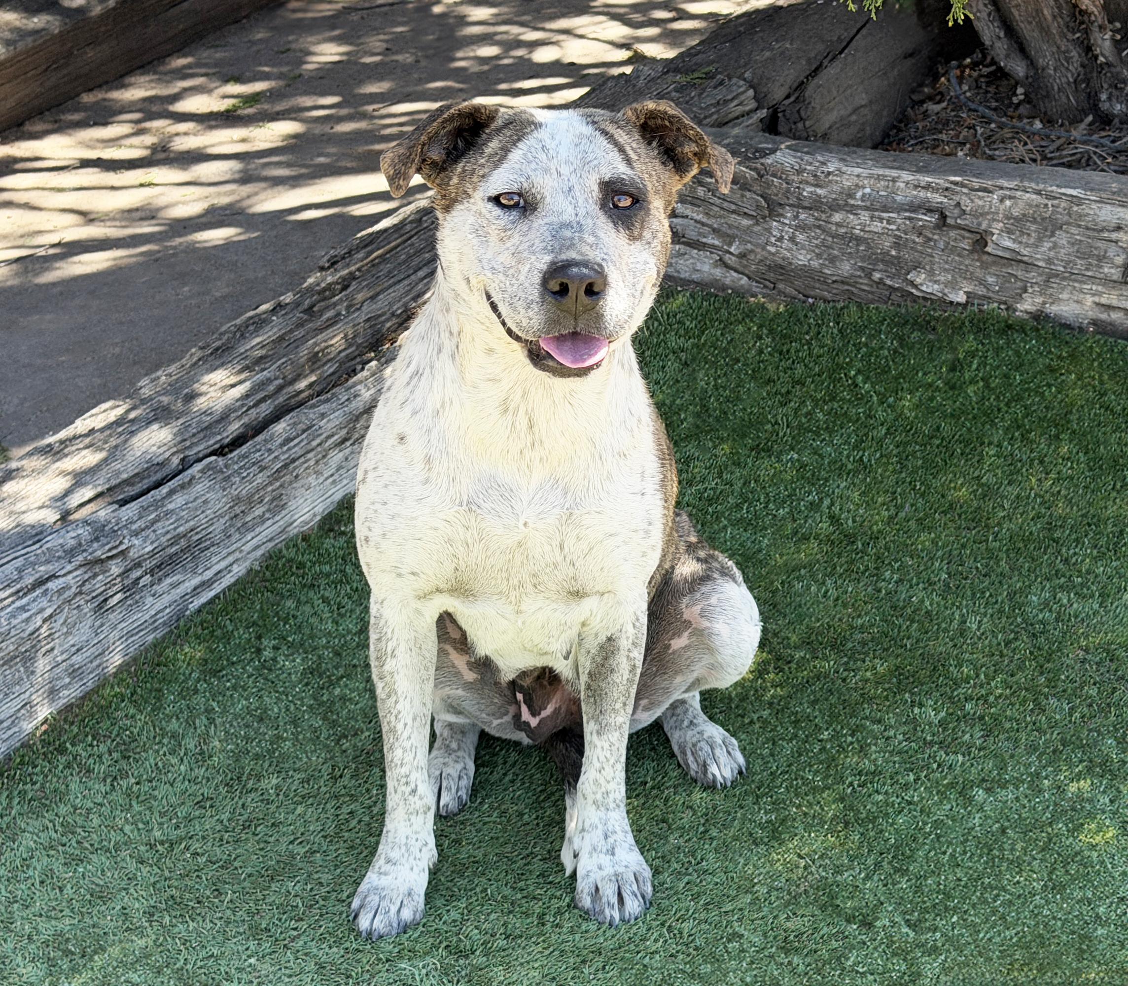 Splendid Ms Solange, Exceptional, a Adoptable American Staffordshire Terrier in Albuquerque, NM image 3/5