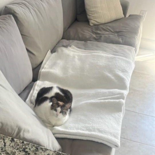 Stella, an adopted Domestic Short Hair in Naples, FL image 2/3
