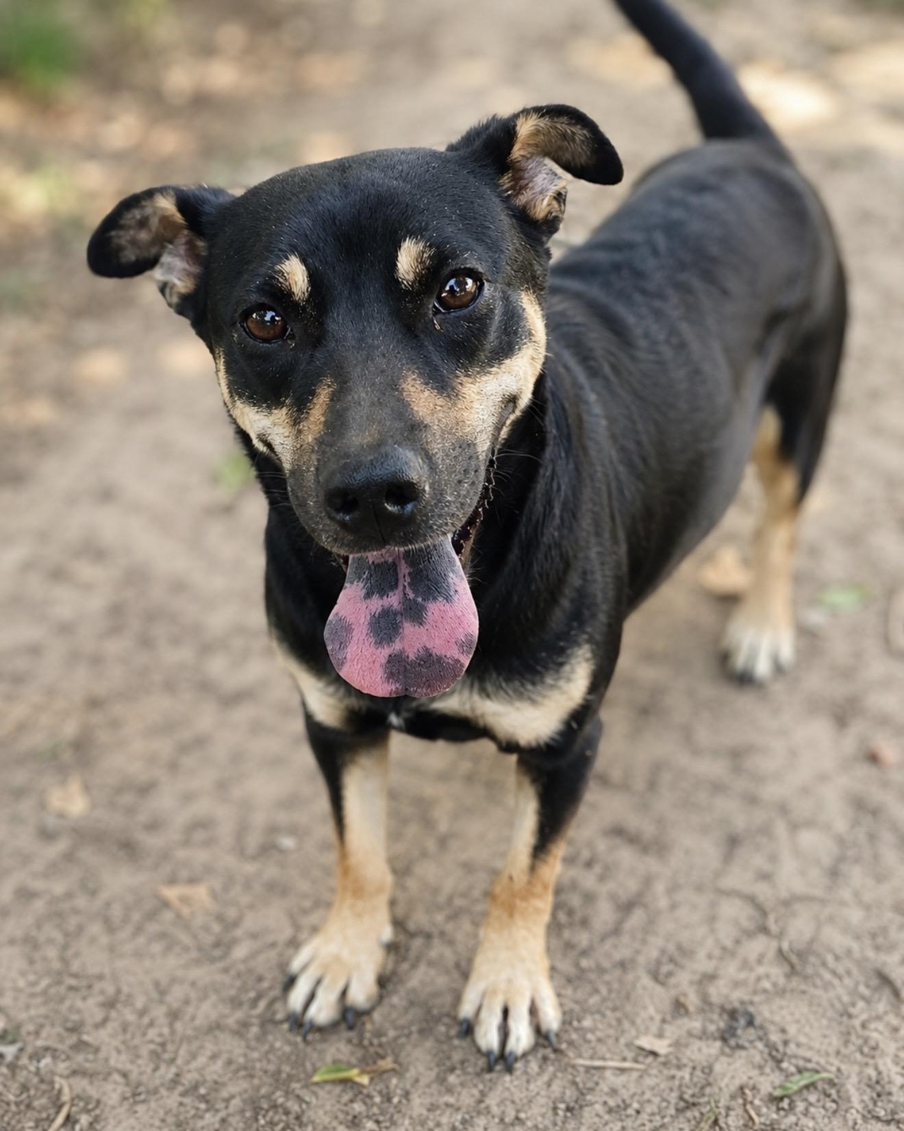Enlarge CANDY (HTX), a ADOPTABLE mixed breed in Spring, TX image 1/1