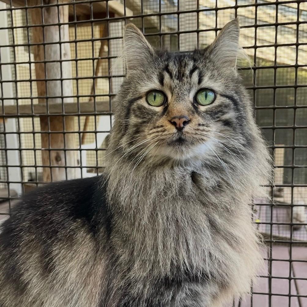 Enlarge Roxy, a Adoptable mixed breed in Eastsound, WA image 1/1
