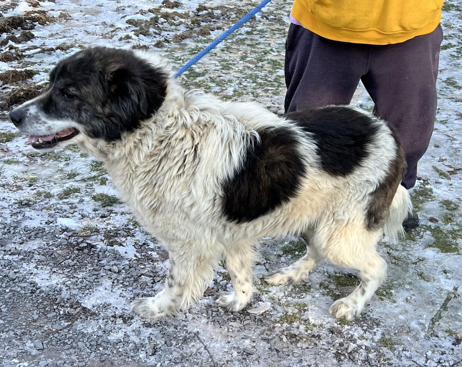 Enlarge Kodiak, a Adoptable Great Pyrenees in Elkins, WV image 1/3