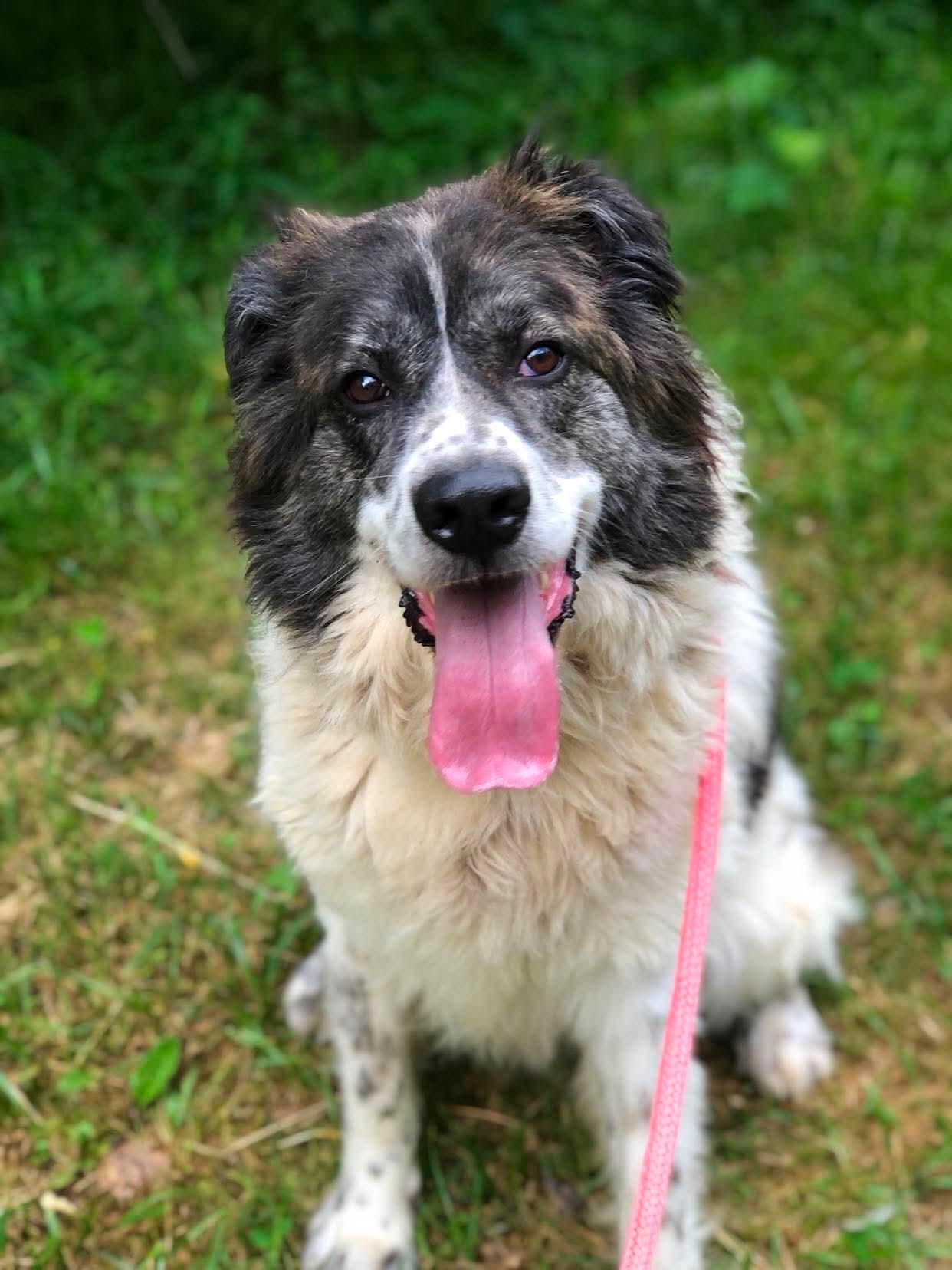 Kodiak, Adoptable, Adult Male Great Pyrenees.