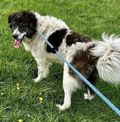 Kodiak, Adoptable, Adult Male Great Pyrenees.