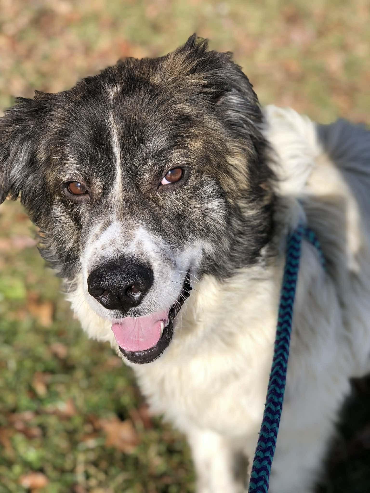 Kodiak, Adoptable, Adult Male Great Pyrenees.
