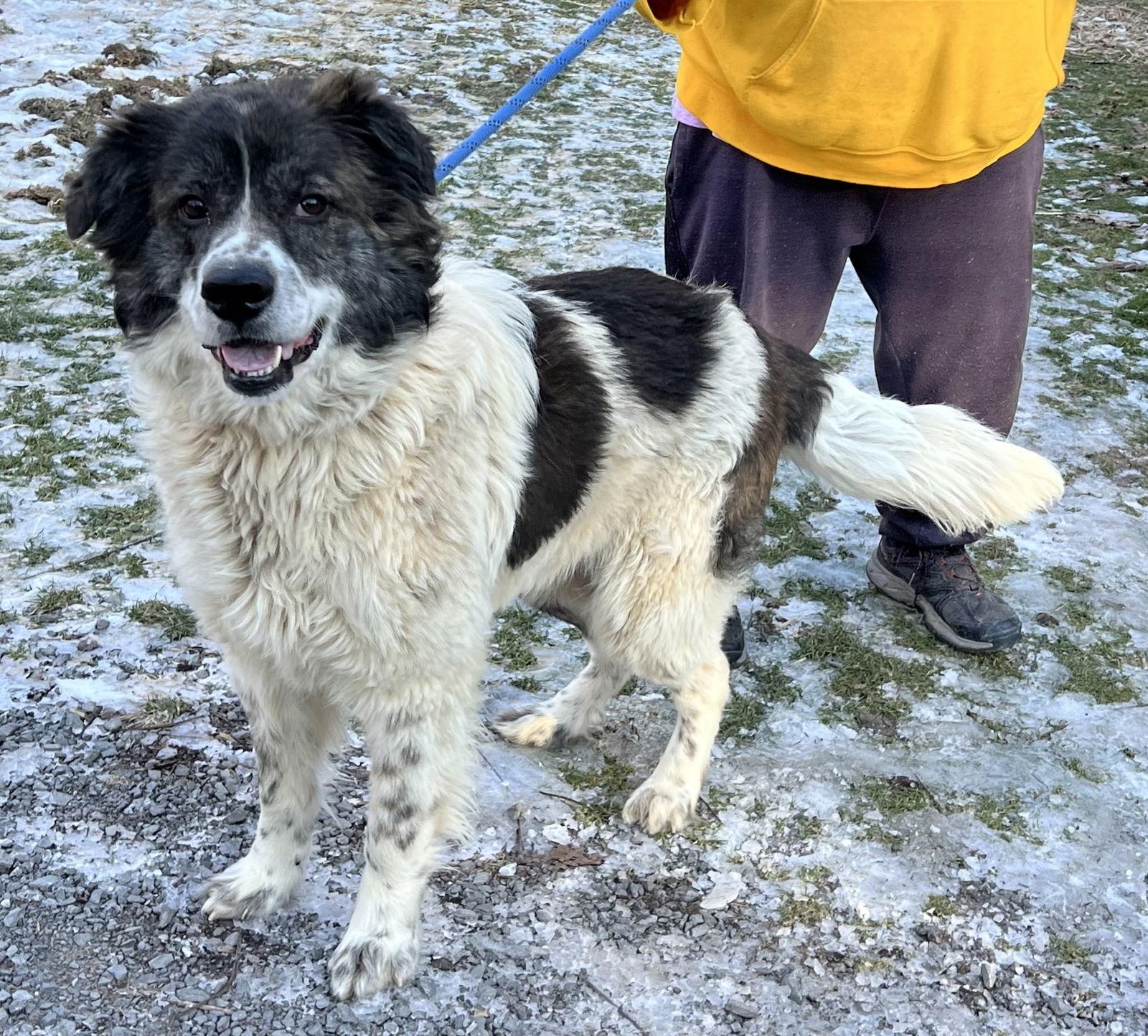Enlarge Kodiak, a Adoptable Great Pyrenees in Elkins, WV image 3/3