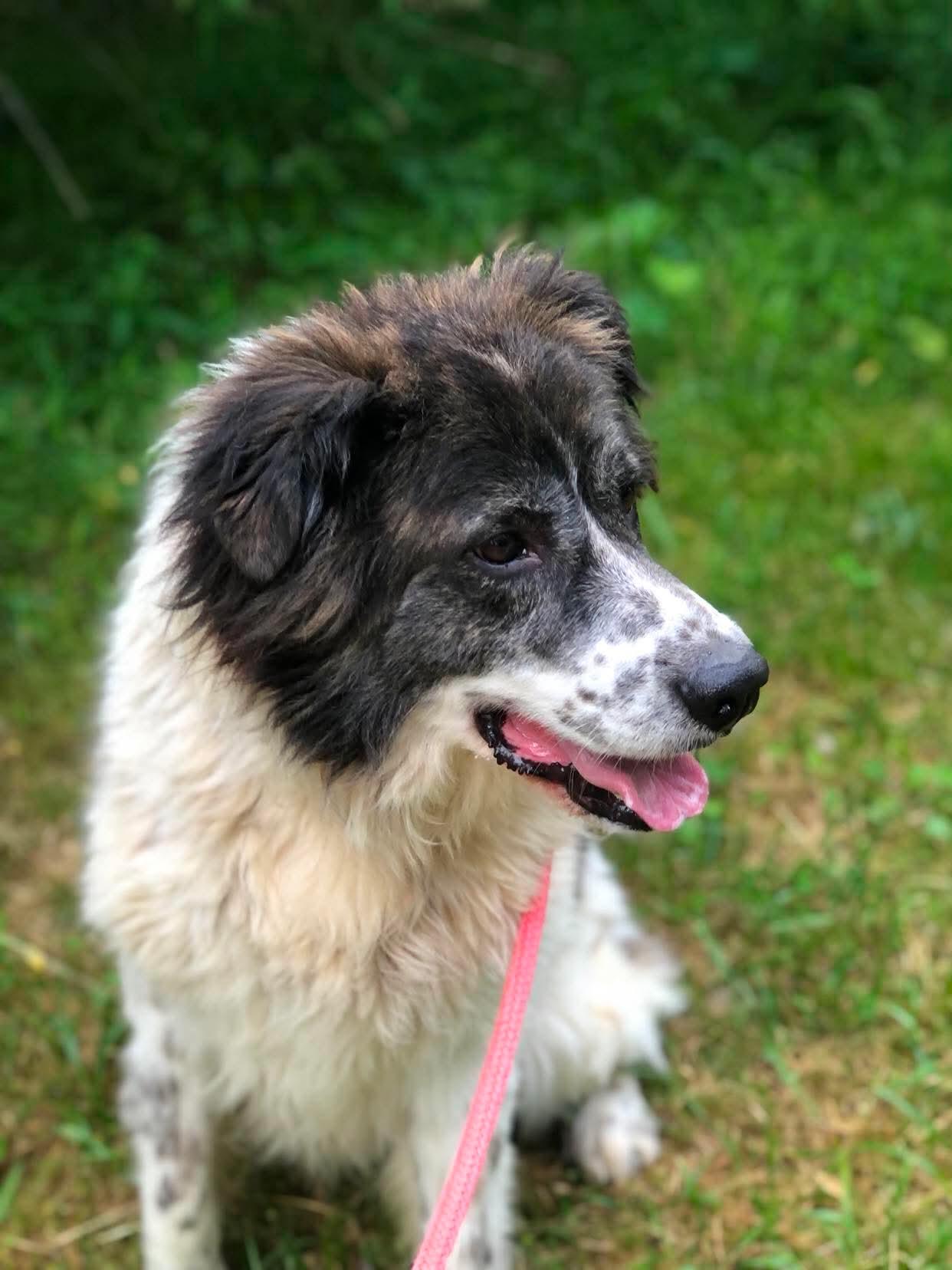 Enlarge Kodiak, a Adoptable Great Pyrenees in Elkins, WV image 3/3