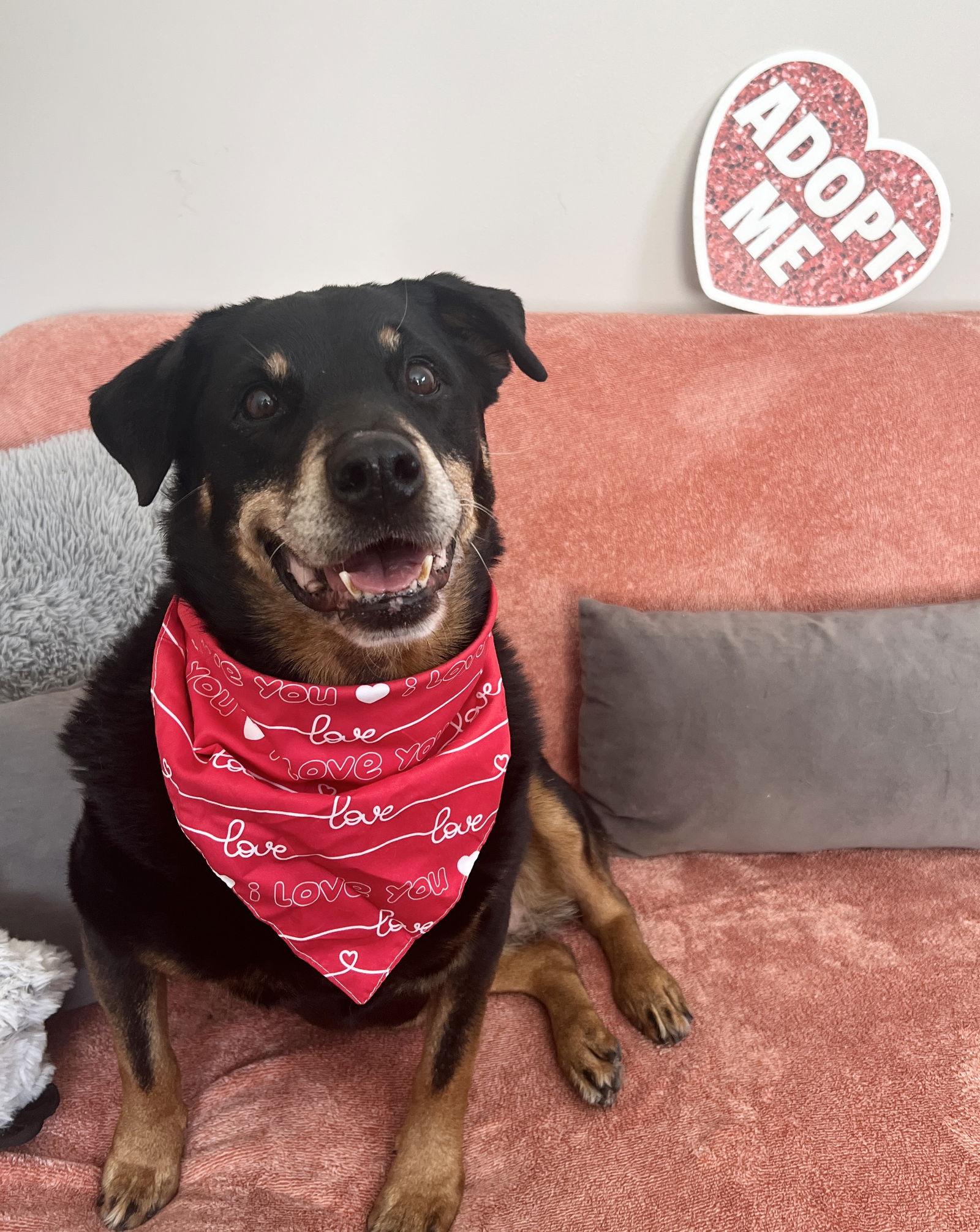 Mirage Bailey, a Adoptable Rottweiler in Rockaway, NJ image 1/3