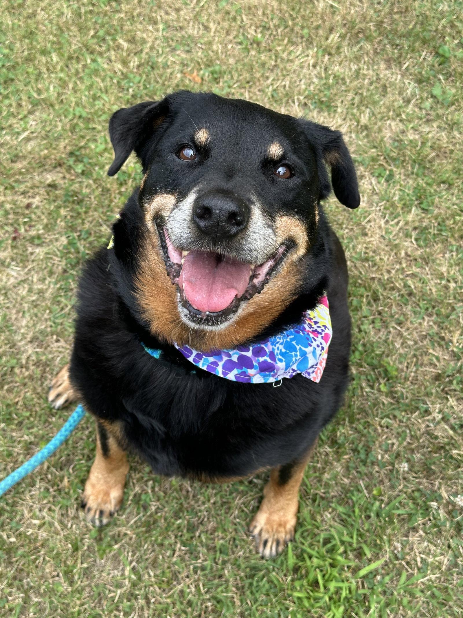Enlarge Mirage Bailey, a Adoptable Rottweiler in Rockaway, NJ image 2/3