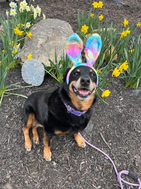 Mirage Bailey, a Adoptable Rottweiler in Rockaway, NJ image 3/3