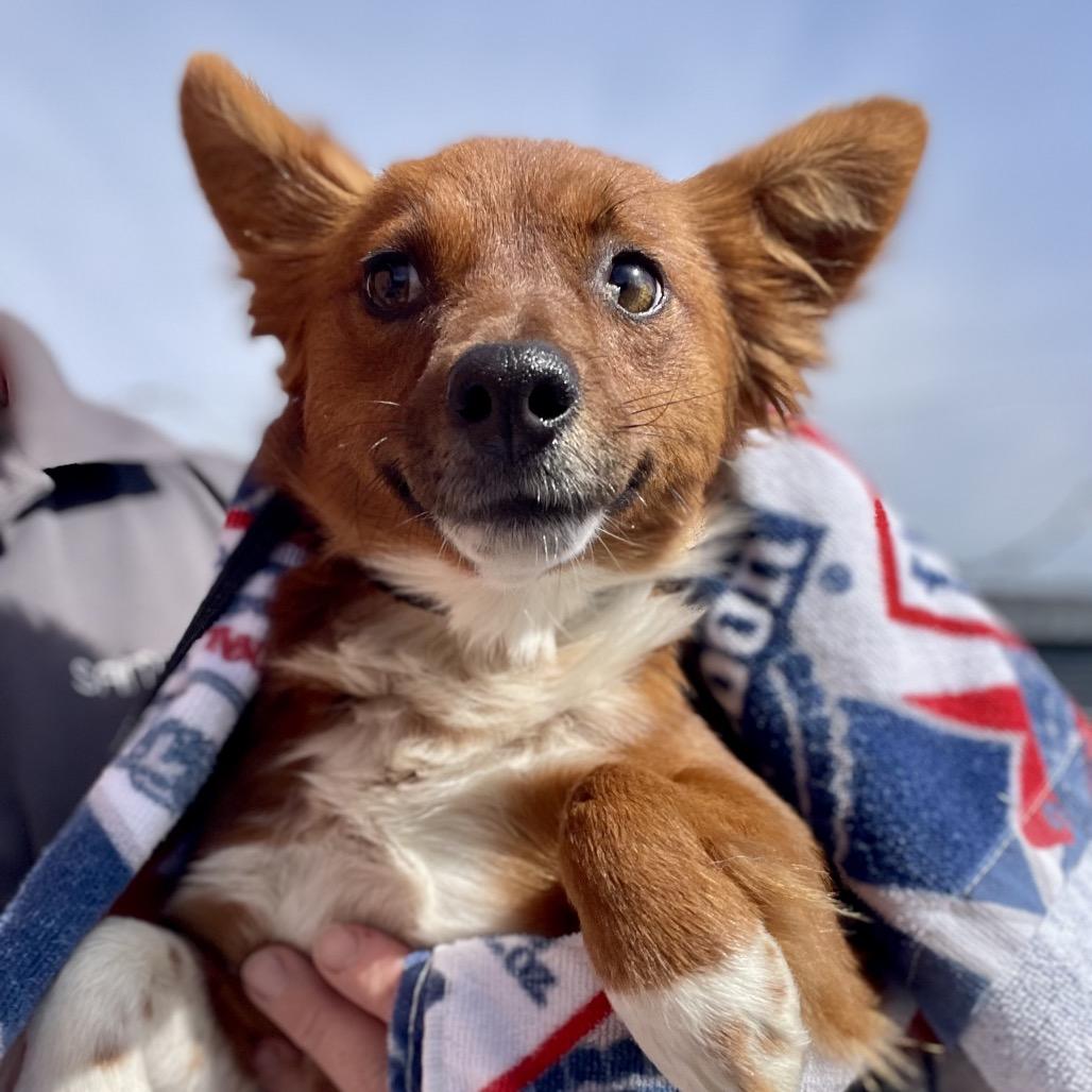 Fifi, Adoptable, Young Female Chihuahua & Cattle Dog.