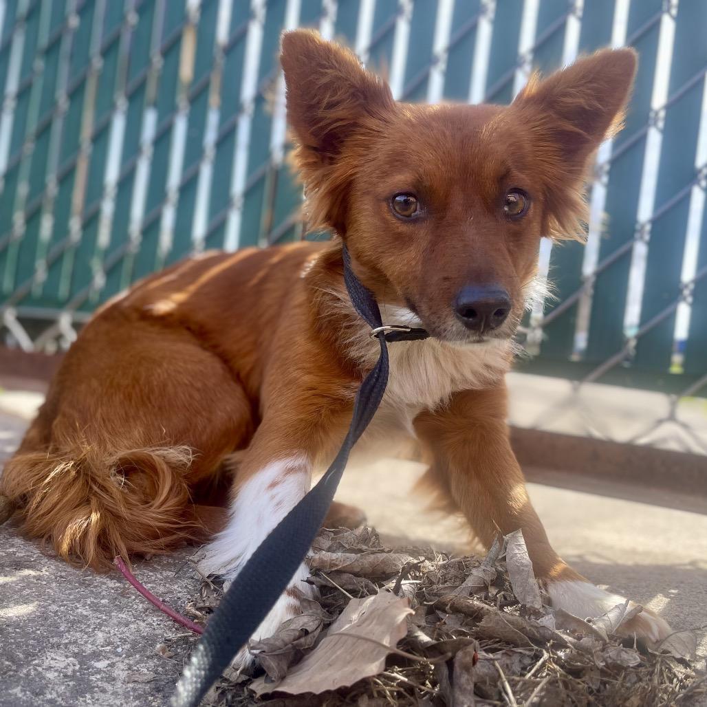 Enlarge Fifi, a Adoptable mixed breed in Wimberley, TX image 2/5