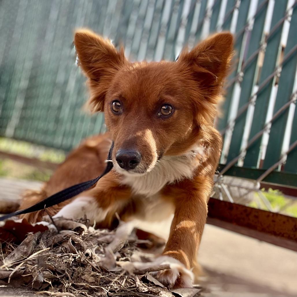 Enlarge Fifi, a Adoptable mixed breed in Wimberley, TX image 3/5