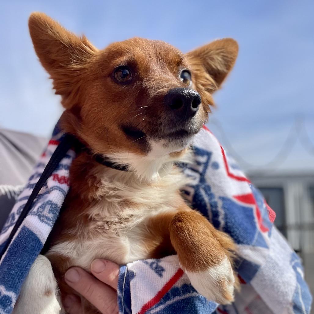 Enlarge Fifi, a Adoptable mixed breed in Wimberley, TX image 4/5