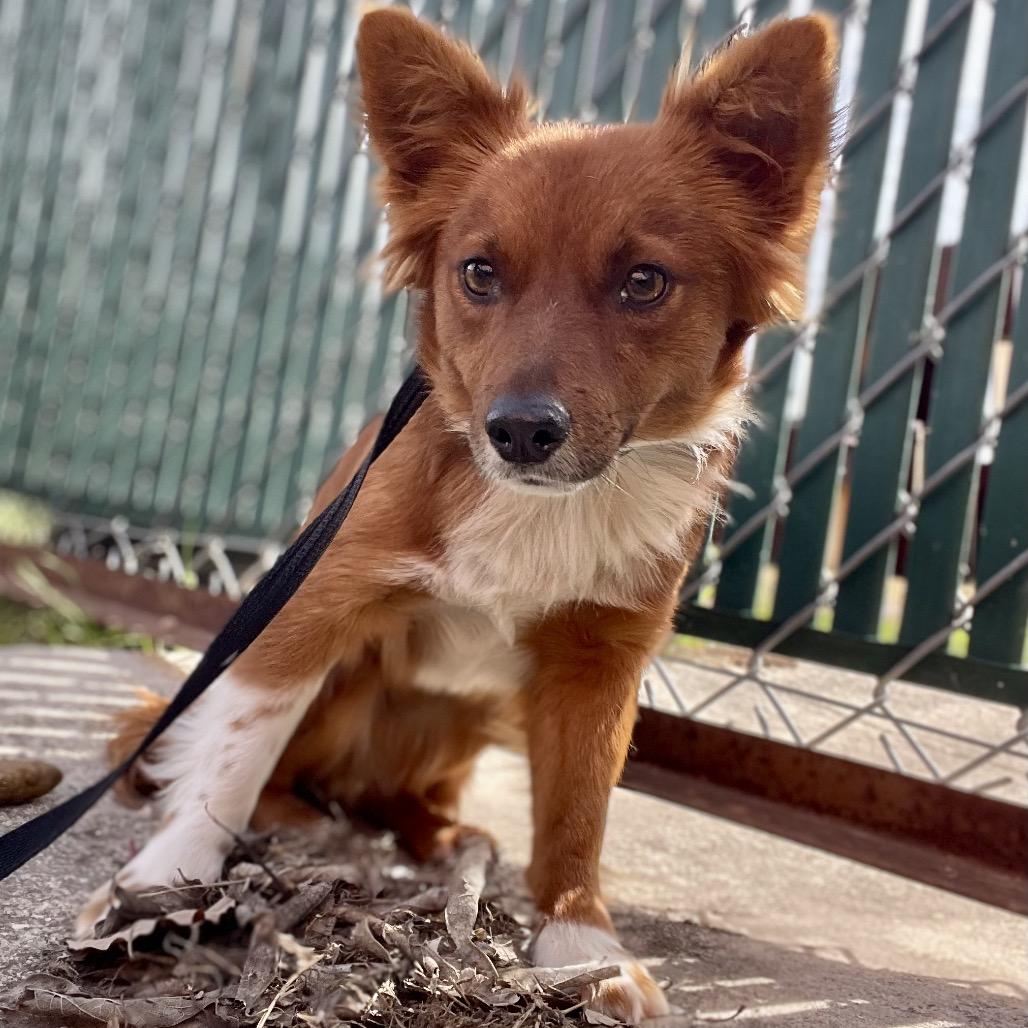 Enlarge Fifi, a Adoptable mixed breed in Wimberley, TX image 5/5