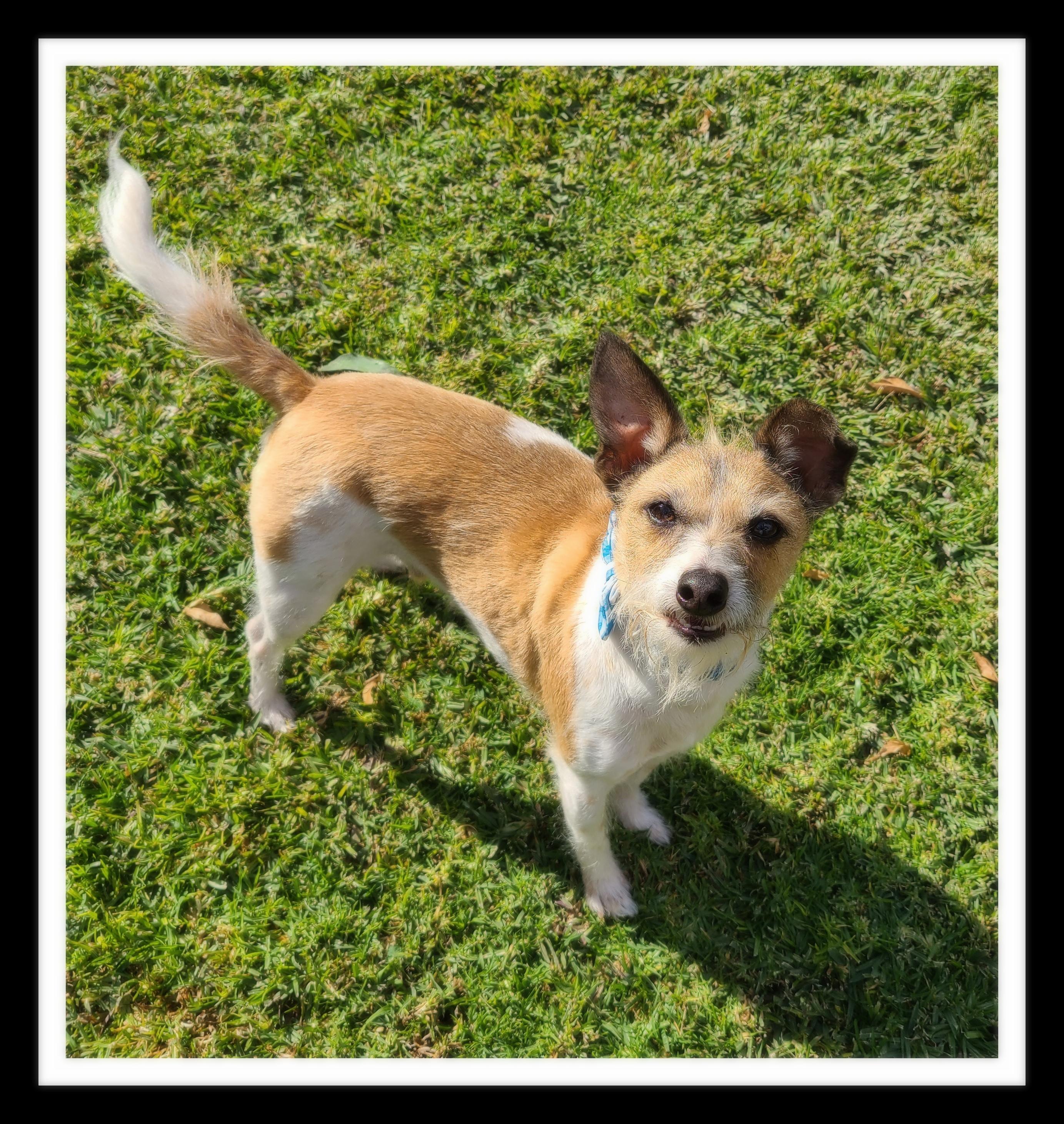 PEPE(PLEASE submit an application @ southernstaranimalrescue.org), Adoptable, Adult Male Jack Russell Terrier.