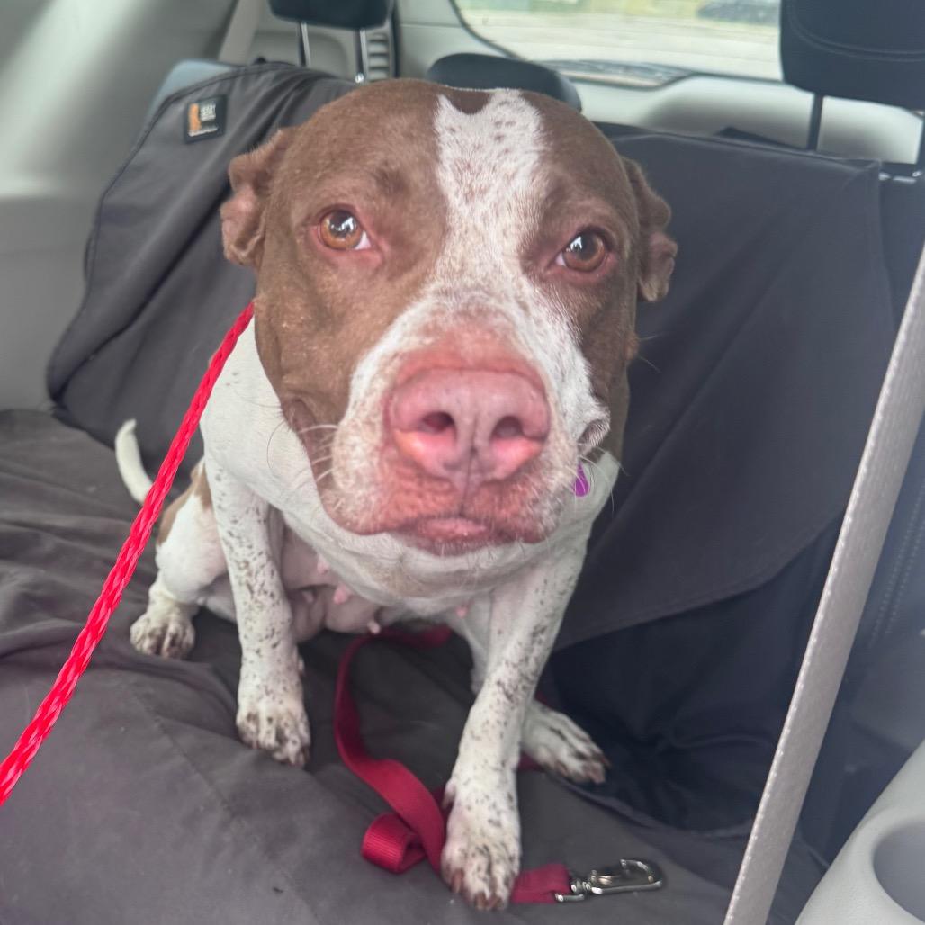 Enlarge Kiplie, a Adoptable Pit Bull Terrier in Monroe, MI image 1/6