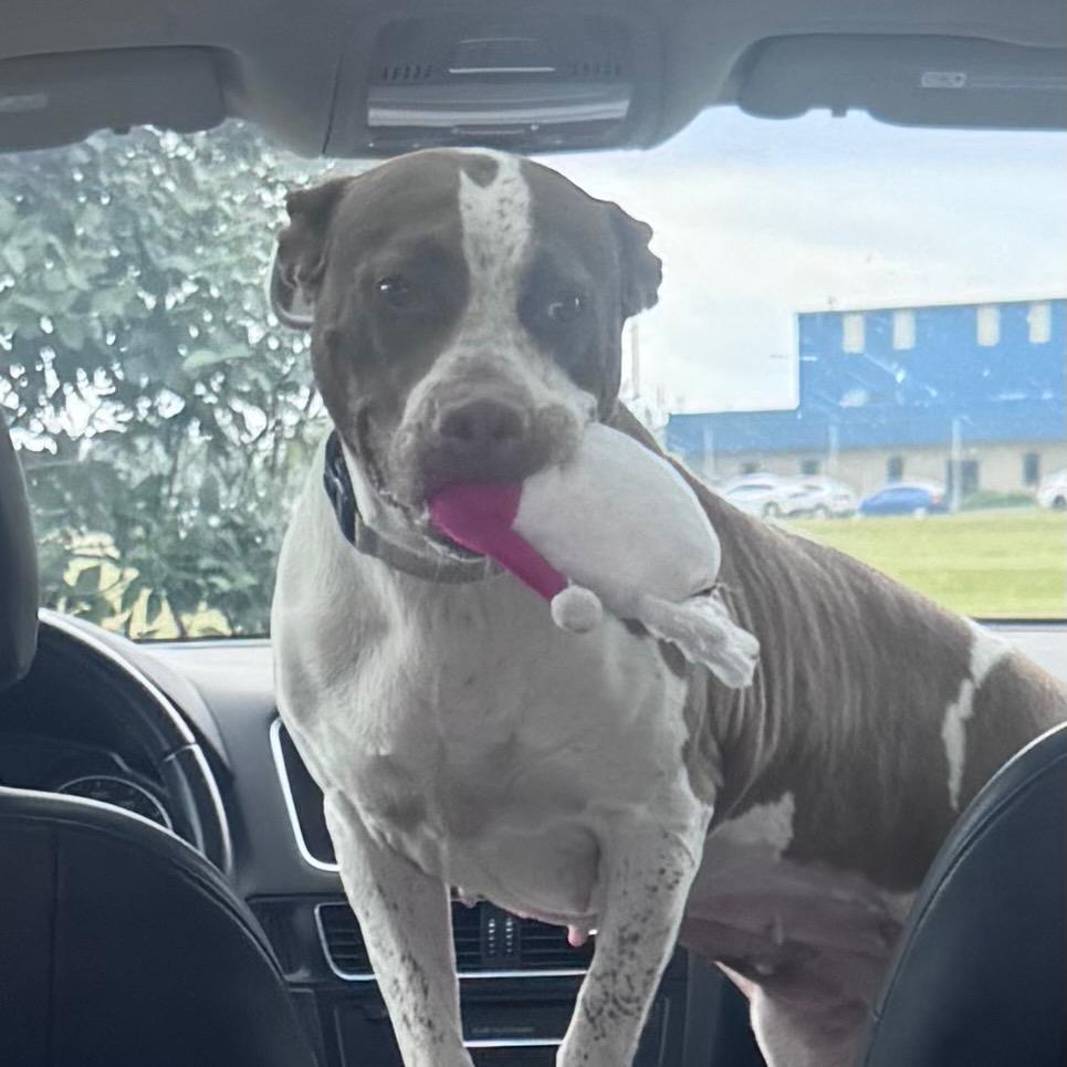Enlarge Kiplie, a Adoptable Pit Bull Terrier in Monroe, MI image 2/6
