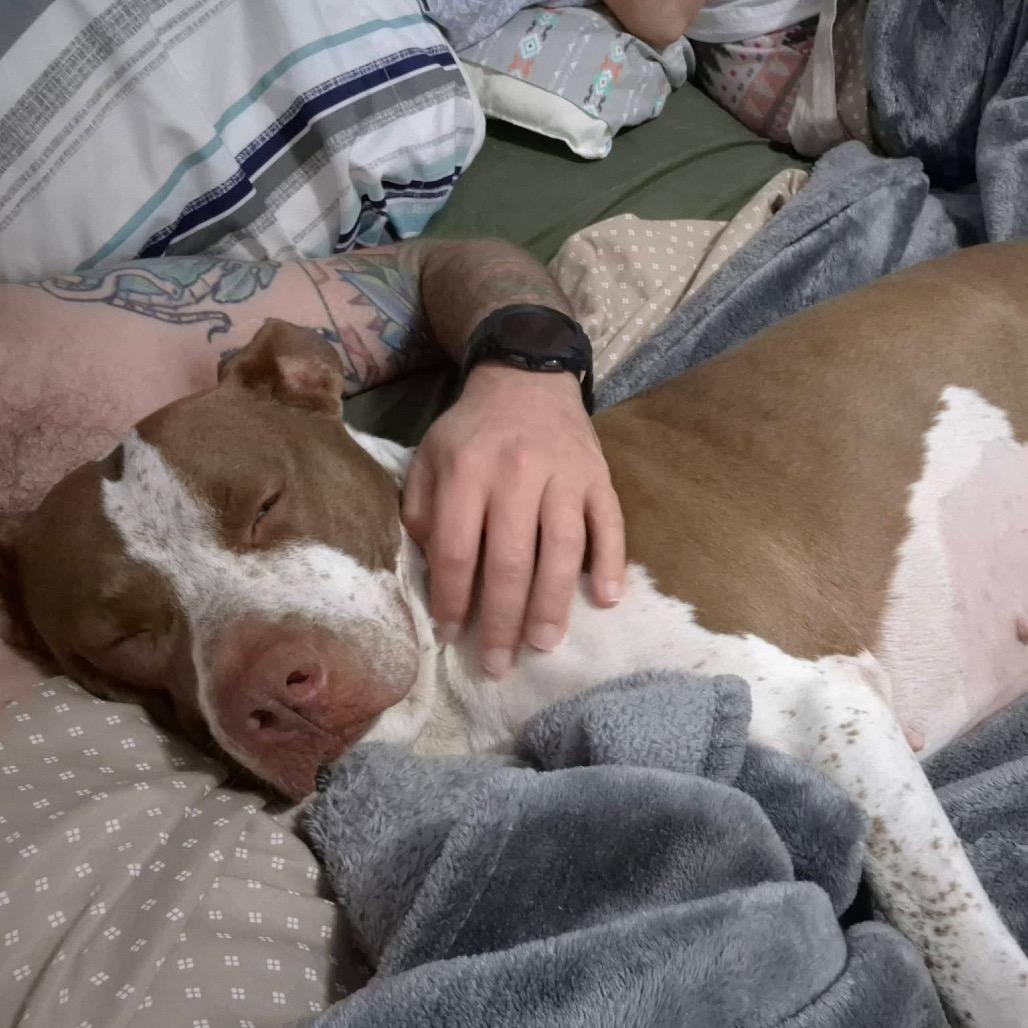 Enlarge Kiplie, a Adoptable Pit Bull Terrier in Monroe, MI image 3/6