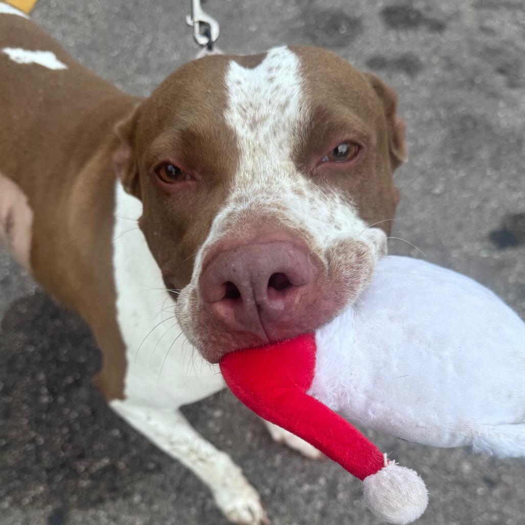 Enlarge Kiplie, a Adoptable Pit Bull Terrier in Monroe, MI image 4/6
