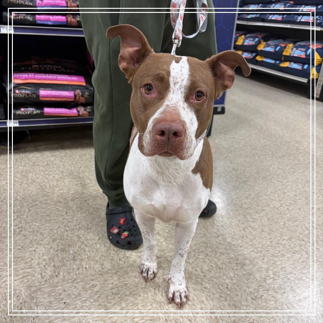 Enlarge Kiplie, a Adoptable Pit Bull Terrier in Monroe, MI image 5/6