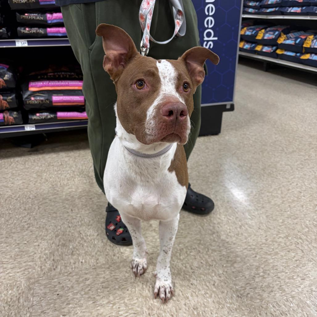 Enlarge Kiplie, a Adoptable Pit Bull Terrier in Monroe, MI image 6/6