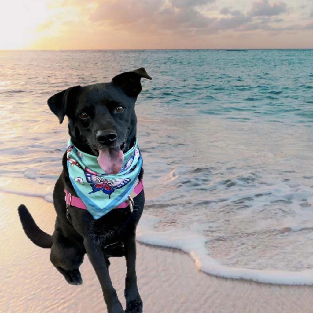 Enlarge Randy, a Adoptable mixed breed in San Antonio, TX image 1/6