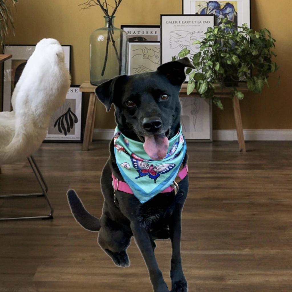 Enlarge Randy, a Adoptable mixed breed in San Antonio, TX image 2/6