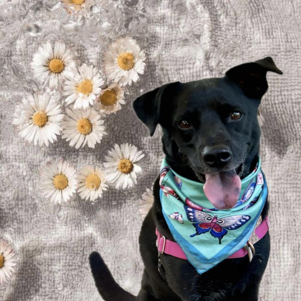 Enlarge Randy, a Adoptable mixed breed in San Antonio, TX image 3/6