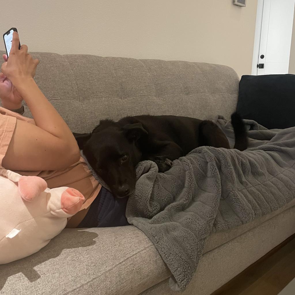 Enlarge Randy, a Adoptable mixed breed in San Antonio, TX image 4/6